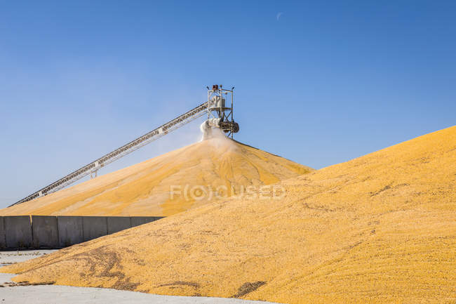 Maíz cosechado almacenado en elevador de grano; Rake, Iowa, Estados Unidos de América - foto de stock