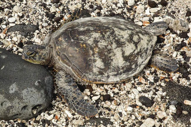 A sea turtle ( Chelonioidea ) rests on a rocky, shell covered beach on a hawaiian island; Kailua, Island of Hawaii, Hawaii, United States of America — Stock Photo