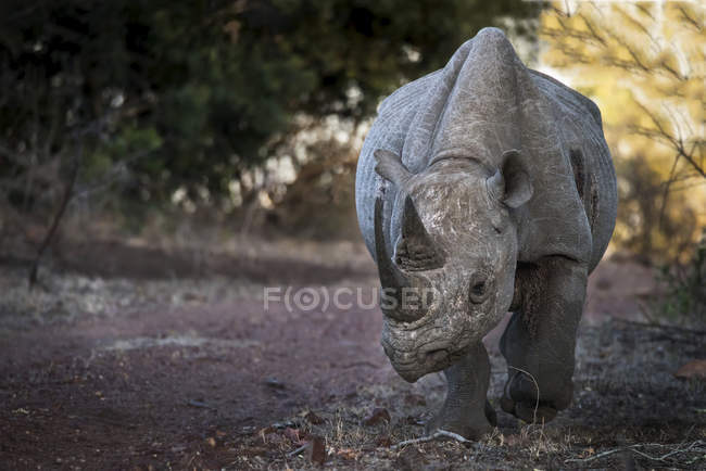 Чорний носоріг (Diceros bicornis); Ефіопія — стокове фото