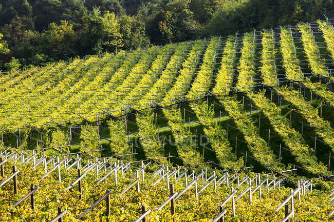 Filari di viti su dolci colline; Calder, Bolzano, Italia — Foto stock