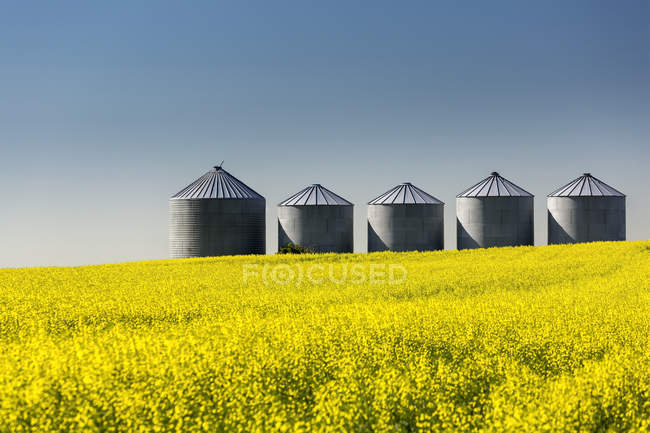 Caixas de grãos de metal grandes em um campo de canola florido com céu azul; Beiseker, Alberta, Canadá — Fotografia de Stock