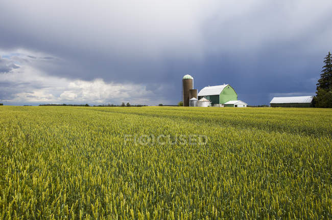 Farm field of heat and rain clouds overhead; Caledon, Ontario, Canada — Stock Photo