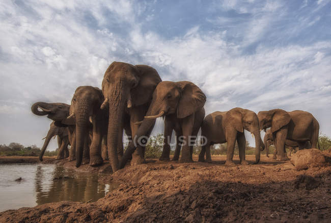African Bush Elephants ( Loxodonta africana ) standing by water ...