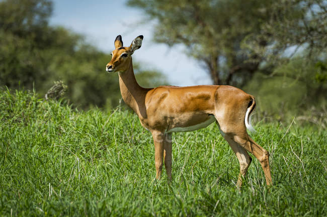 Impala fêmea (Aepyceros melampus) em grama com a cabeça virada, Tarangire National Park; Tanzânia — Fotografia de Stock
