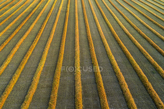 Vista aérea de las líneas de cosecha de canola que brillan al atardecer; Blackie, Alberta, Canadá - foto de stock