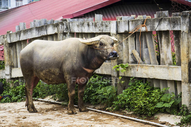 Búfalo de agua (Bubalus bubalis) atado a una valla y a la venta en el mercado dominical; Bac Ha, Lao Cai, Vietnam - foto de stock
