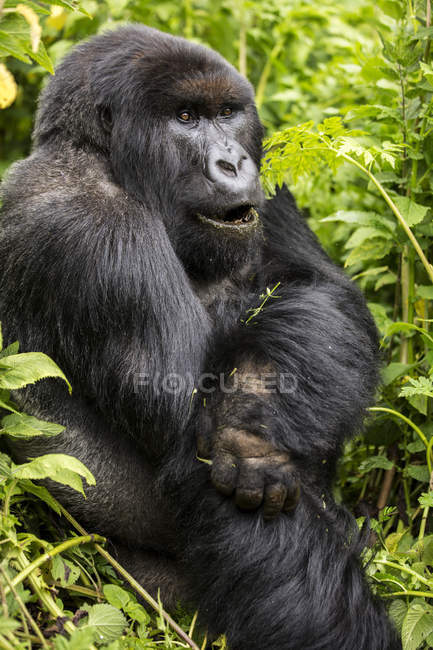 Un gorila sentado en el frondoso follaje; Provincia del Norte, Ruanda - foto de stock