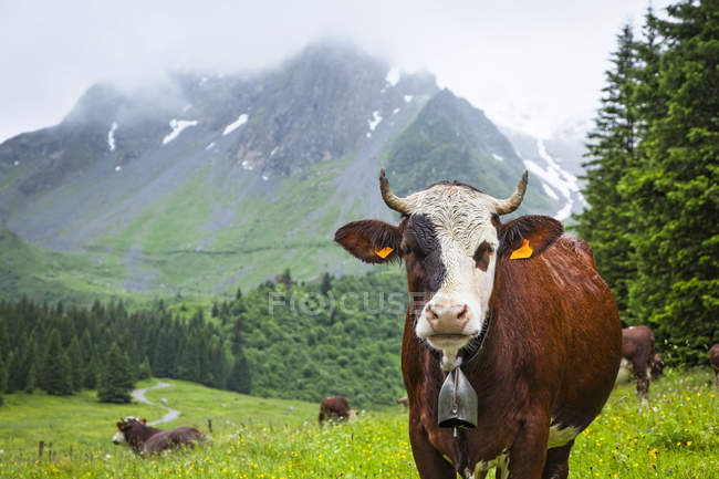 Ganado posando en un prado de Val Montjoie con la montaña Aiguille de la Pennaz al fondo; Alpes, Francia - foto de stock
