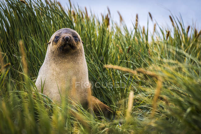 Antarctic fur Seal (Arctocephalus gazella) sitting in tussock grass; Antarctica — Stock Photo