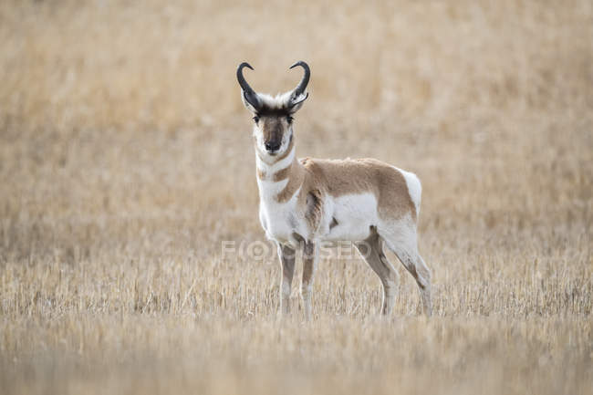 Pronghorn Antilope (Antilocapra Americana) auf den Prärien, stehend in einer braunen Wiese in die Kamera schaut; Saskatchewan, Kanada — Stockfoto