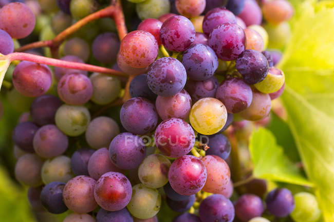 Frontenac Gris grapes growing on a vine; Shefford, Quebec, Canada — Stock Photo