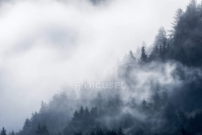 Nuvens cercam a floresta em uma encosta em Siletz Bay National Wildlife Refuge; Lincoln City, Oregon, Estados Unidos da América — Fotografia de Stock