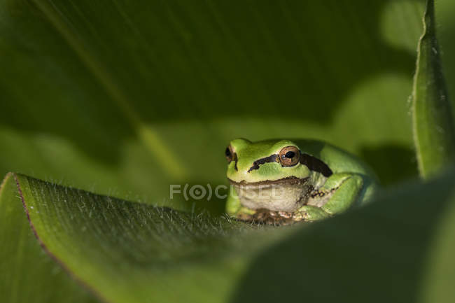 A tree frog guards a garden while resting on a plant in the Pacific Northwest — Stock Photo