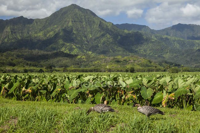 Nene (Branta sandvicensis) et taro patches, Hanalei National Wildlife Refuge, Hanalei Valley ; Hanalei, Kauai, Hawaii, États-Unis d'Amérique — Photo de stock