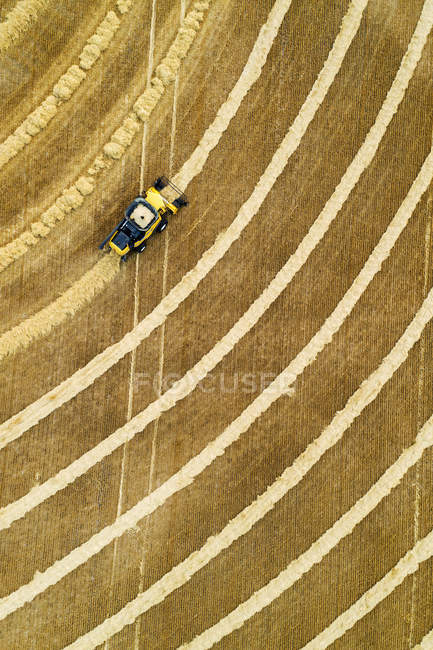 Luftaufnahme direkt über einem Mähdrescher, der Getreidelinien sammelt; beiseker, alberta, canada — Stockfoto