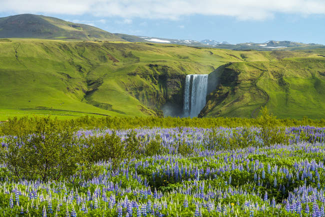 Lupins florescem na frente da cachoeira Skogafoss; Skoga, Islândia — Fotografia de Stock