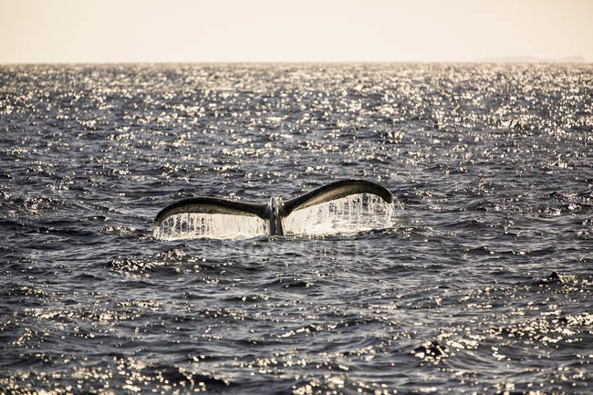 Хвіст горбатих китів (Megaptera novaeangliae) підсвічуванням сонячним світлом у сутінках; Makawao, Мауї, Гаваї, США — стокове фото