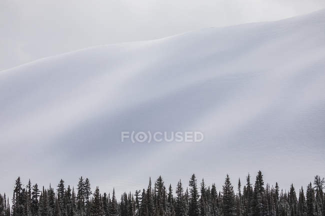 Piste innevate e foresta sottostante, Jasper National Park; Alberta, Canada — Foto stock