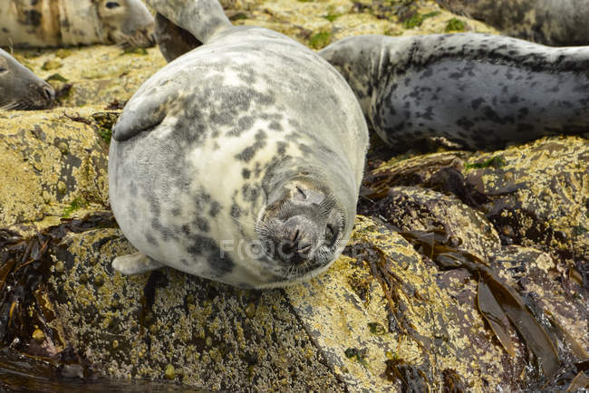 Seals resting on rocks at the water edge; Farne Islands, Northumberland, England — Stock Photo