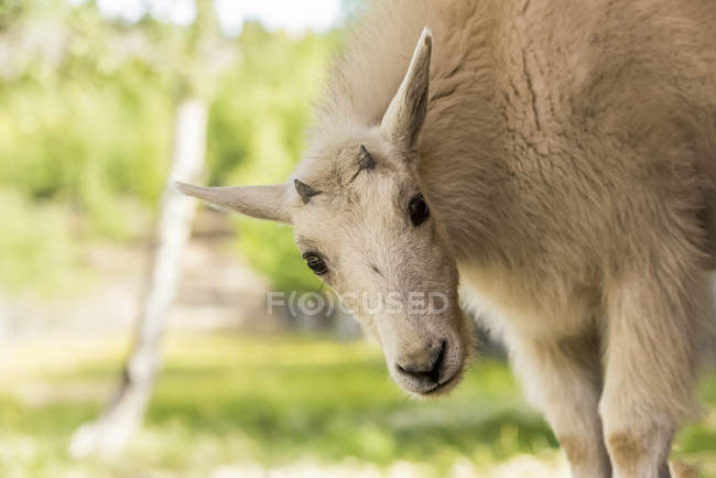Enfant de chèvre de montagne (oreamnos americanus), captif ; Territoire du Yukon, Canada — Photo de stock