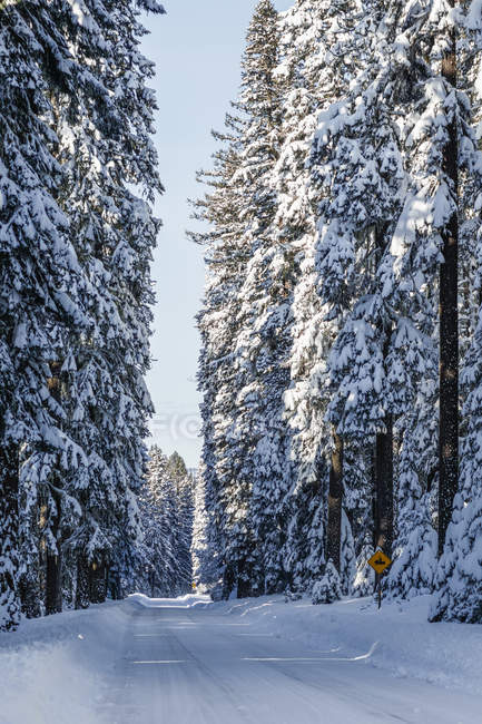 Snow covered road and trees; Ashland, Oregon, Estados Unidos da América — Fotografia de Stock