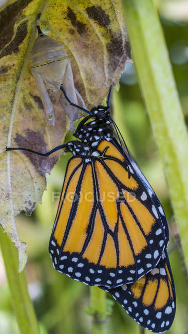 Farfalla monarca (Danaus plexippus) su guscio di crisalide; Ontario, Canada — Foto stock