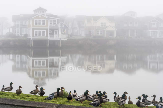 Mallards (Anas platyrhynchos) standing at the water 's edge with mist over Mill Pond and houses along the shoreline; Astoria, Oregon, United States of America — стоковое фото