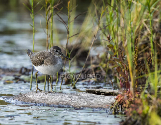 Spotted Sandpiper ( Actitis macularia ) walking on a log in the water along the shore of a lake; Redbridge, Ontario, Canada — Stock Photo