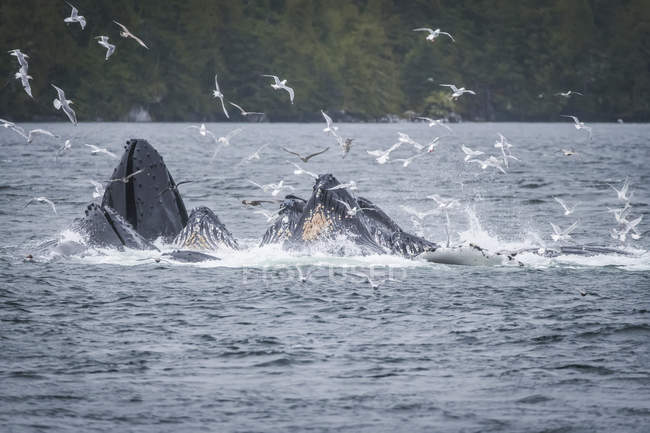 Whales breaching off the coast with a flock of seagulls flying around over the surface of the water. Whale watching tour with Prince Rupert Adventure tours; Prince Rupert, British Columbia, Canada — Stock Photo