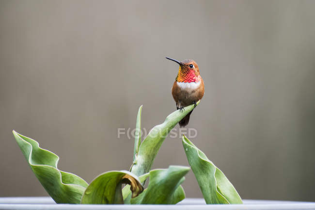 Männlicher Rufus-Kolibri (selasphorus rufus) auf einem Tulpenblatt; olympia, washington, vereinigte staaten von amerika — Stockfoto