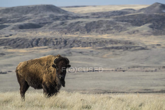 Bisonte (bisonte bisonte) pastando al atardecer, Parque Nacional de Pastizales; Saskatchewan, Canadá - foto de stock