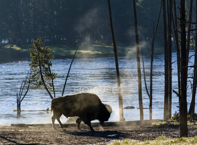 Зубр (бизон) в пыли рядом с рекой Йеллоустоун в Йеллоустонском национальном парке, штат Вайоминг, Соединенные Штаты Америки — стоковое фото