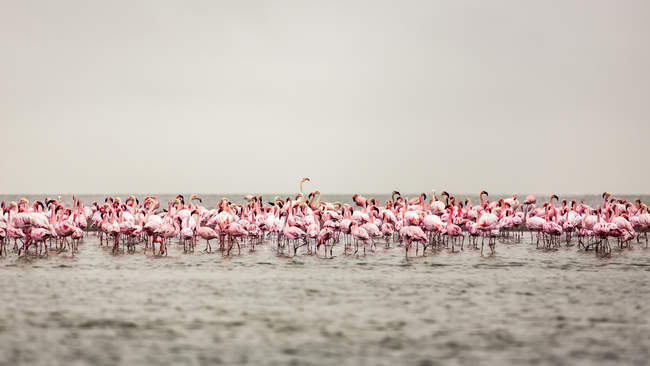A large flock of flamingos standing in the shallow water of Walvis Bay; Sossusvlei, Hardap Region, Namibia — Stock Photo
