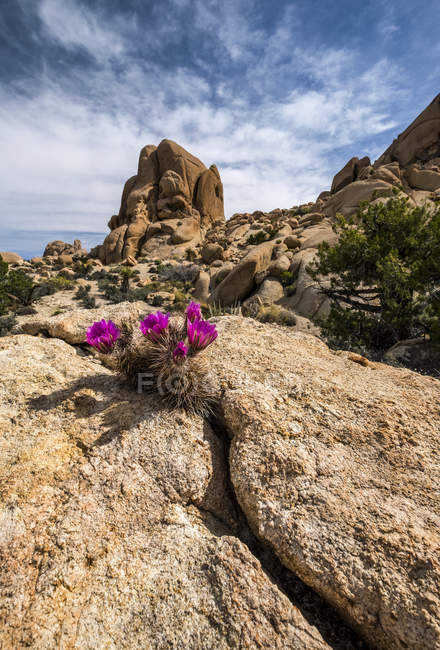Un cactus de erizo florece entre dos rocas en el Parque Nacional Joshua Tree; California, Estados Unidos de América - foto de stock