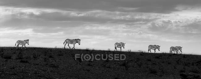 Cinque zebre che camminano di fila al tramonto; Sossusvlei, Regione Hardap, Namibia — Foto stock