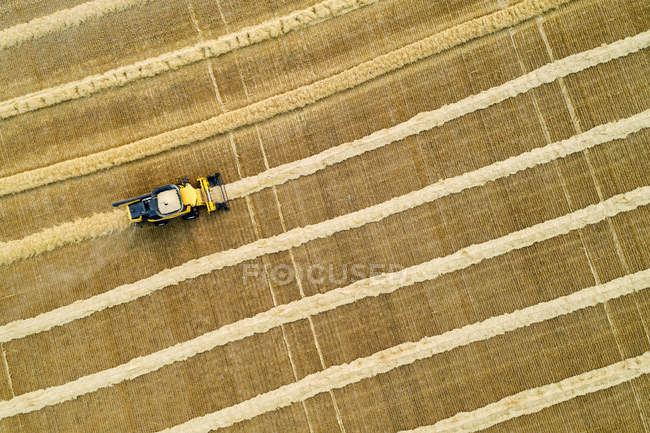 Aerial view directly above a combine collecting lines of grain; Beiseker, Alberta, Canada — Stock Photo