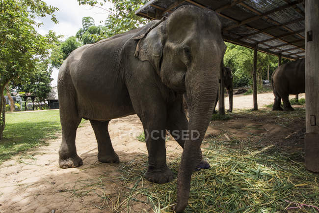 Elephant at Elephant Village; Luang Prabang, Laos — Stock Photo