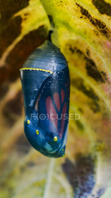 Mariposa monarca (Danaus plexippus) colgando de una planta en una etapa de crisálida; Ontario, Canadá - foto de stock