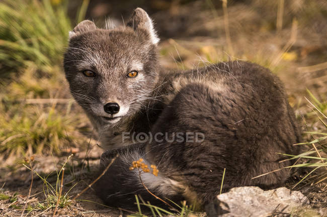 Raposa ártica (vulpes lagopu s), fase de verão, cativa; Território Yukon, Canadá — Fotografia de Stock