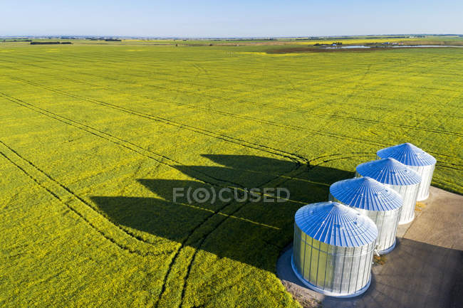Вид с воздуха на большие металлические зерновые баки в зеленом поле канолы с длинными драматическими тенями над полем и голубым небом, к востоку от Калгари; Альберта, Канада — стоковое фото