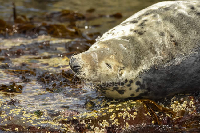 Тюлень, отдыхающий на скалах у кромки воды; Фарнские острова, Нортумберленд, Англия — стоковое фото
