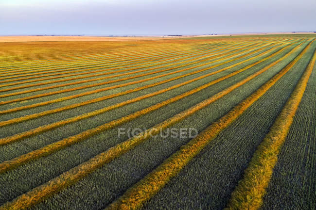 Vista aérea de las líneas de cosecha de canola que brillan al atardecer; Blackie, Alberta, Canadá - foto de stock