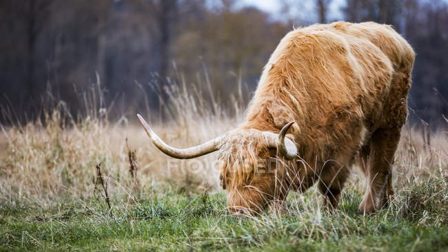 Highland Cow pastando em um campo de grama; Aldergrove, Colúmbia Britânica, Canadá — Fotografia de Stock
