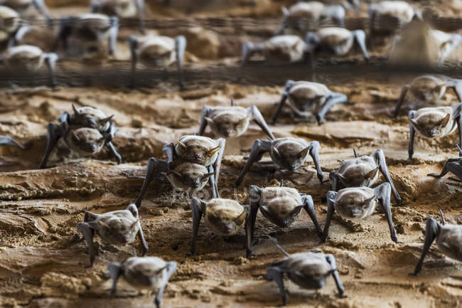 Nahaufnahme von Fledermäusen auf dem Sand, jaisalmer fort; jaisalmer, rajasthan, indien — Stockfoto