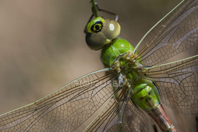A newly emerged dragonfly dries its wings, Common Green Darner ( Anax junius ); Astoria, Oregon, United States of America — Stock Photo
