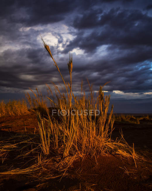 Sunlight illuminating the tall grasses on the sand dunes of the desert under dark clouds; Sossusvlei, Hardap Region, Namibia — Stock Photo