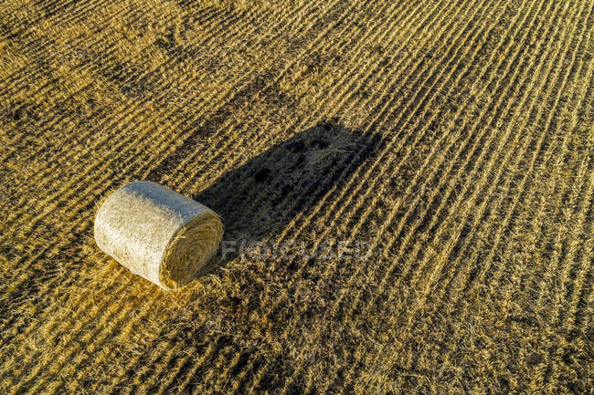 Тюків сіна в cut поля з довгу тінь на сході сонця; Альберта, Канада — стокове фото
