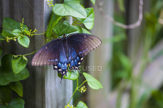 Синяя бабочка на лозе, растущей вдоль столба забора; Уэйко, Техас, Соединенные Штаты Америки — стоковое фото