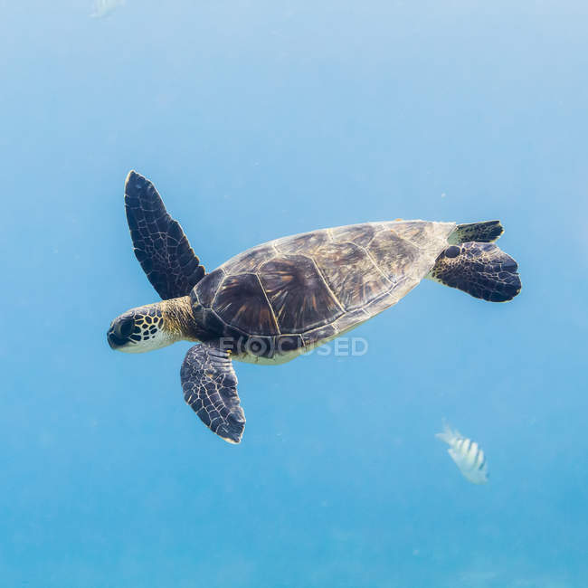 Tortue de mer verte (Chelonia mydas) plongeant après avoir respiré la surface au large de The Big Island ; île d'Hawaï, Hawaï, États-Unis d'Amérique — Photo de stock