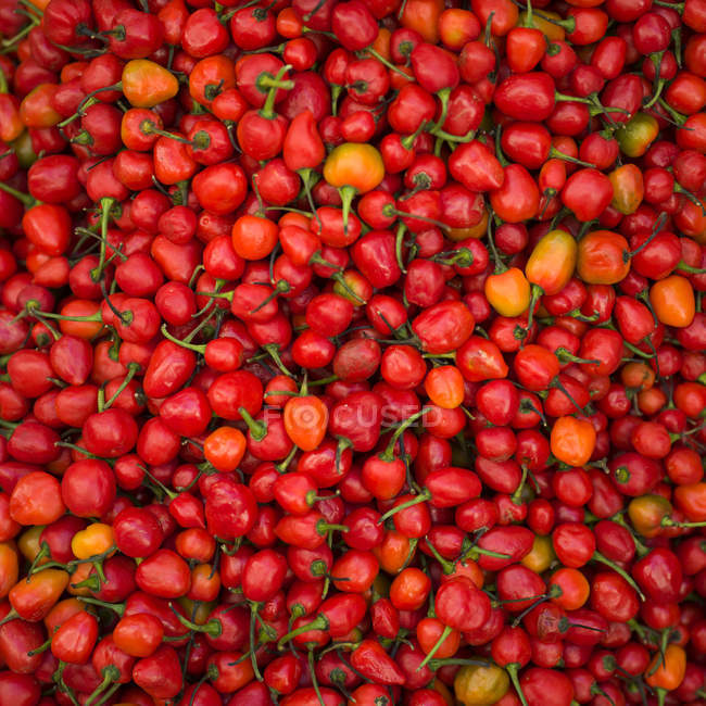 Abundance of fresh red chilli peppers; Darjeeling, West Bengal, India — Stock Photo
